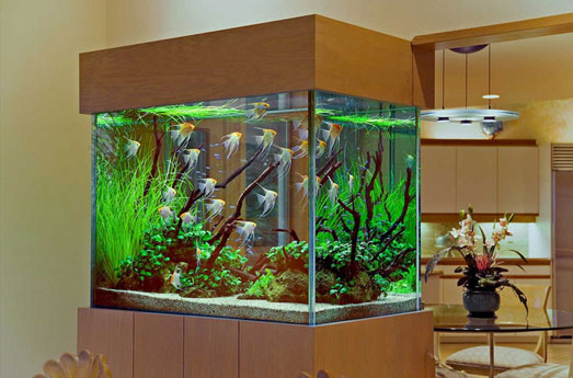 Голландский аквариум – подводные сады